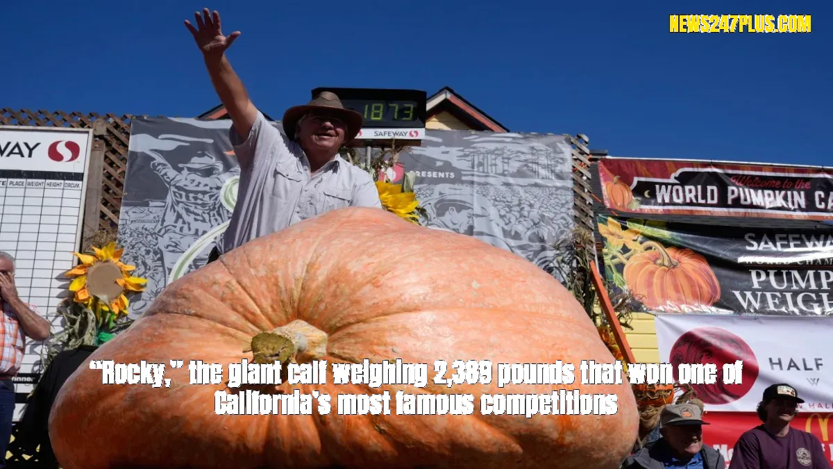 “Rocky,” the giant calf weighing 2,389 pounds that won one of California’s most famous competitions
