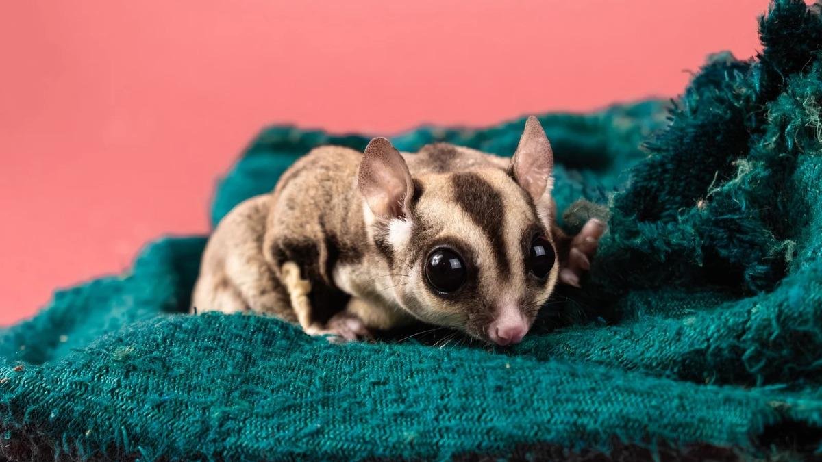 How to Bond With a Sugar Glider: PouchMates' Bonding Pouches and Essentials Help New Owners Build Trust